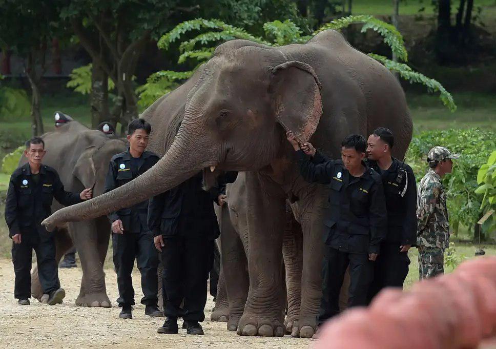 Woman killed in wild elephants attack in Thailand