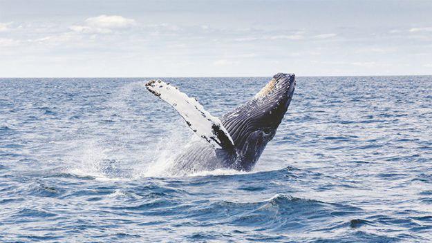 Australian Ship Departs For Landmark Blue Whale Research