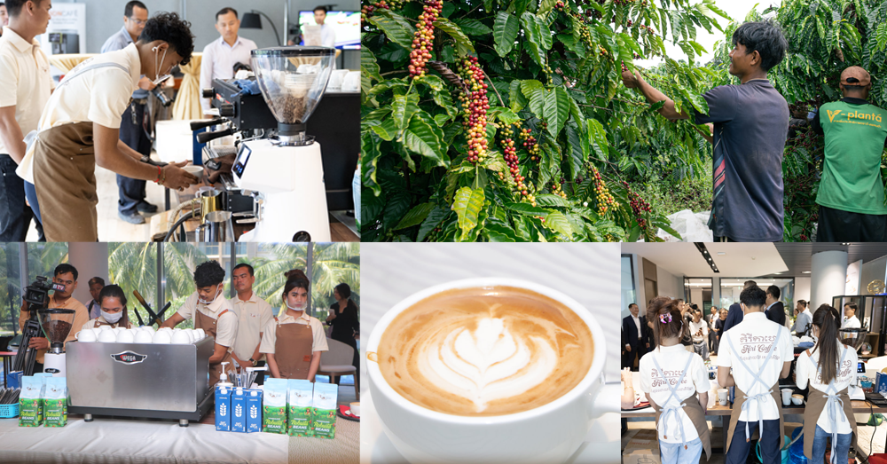 សិល្បៈដ៏វិចិត្រ ចាប់ផ្ដើមពីគ្រាប់កាហ្វេដ៏ល្អឯករបស់គិរីកាហ្វេ (Kiri Coffee) ដែលជាកាហ្វេខ្មែរសុទ្ធ ១០០%