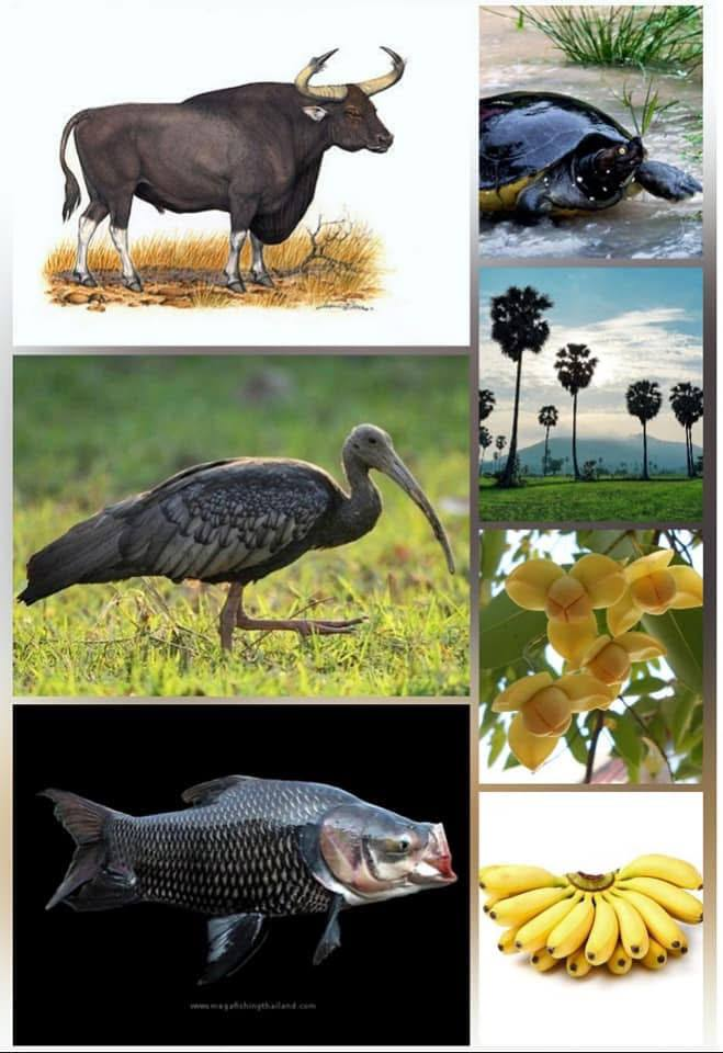 ចំណេះដឹងទូទៅ៖ មកស្គាល់រុក្ខជាតិនិងសត្វ សម្រាប់ជានិមិត្តរូបកម្ពុជា