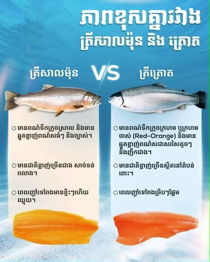 ចំណេះដឹងទូទៅ៖ ភាពខុសគ្នារវាងត្រីត្រោត និងត្រីសាលម៉ុន