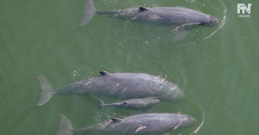 Cambodia’s Mekong Dolphins Climb to 118 with Newborn Calf
